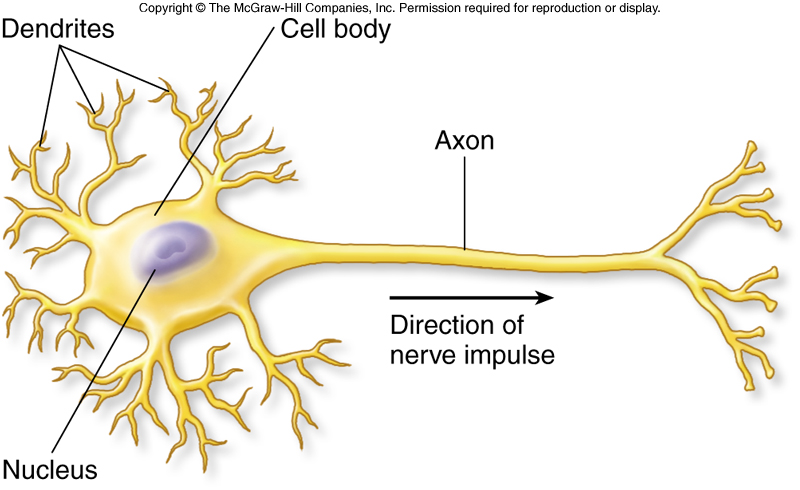 diagram of synapse axon dendrite and axon tip